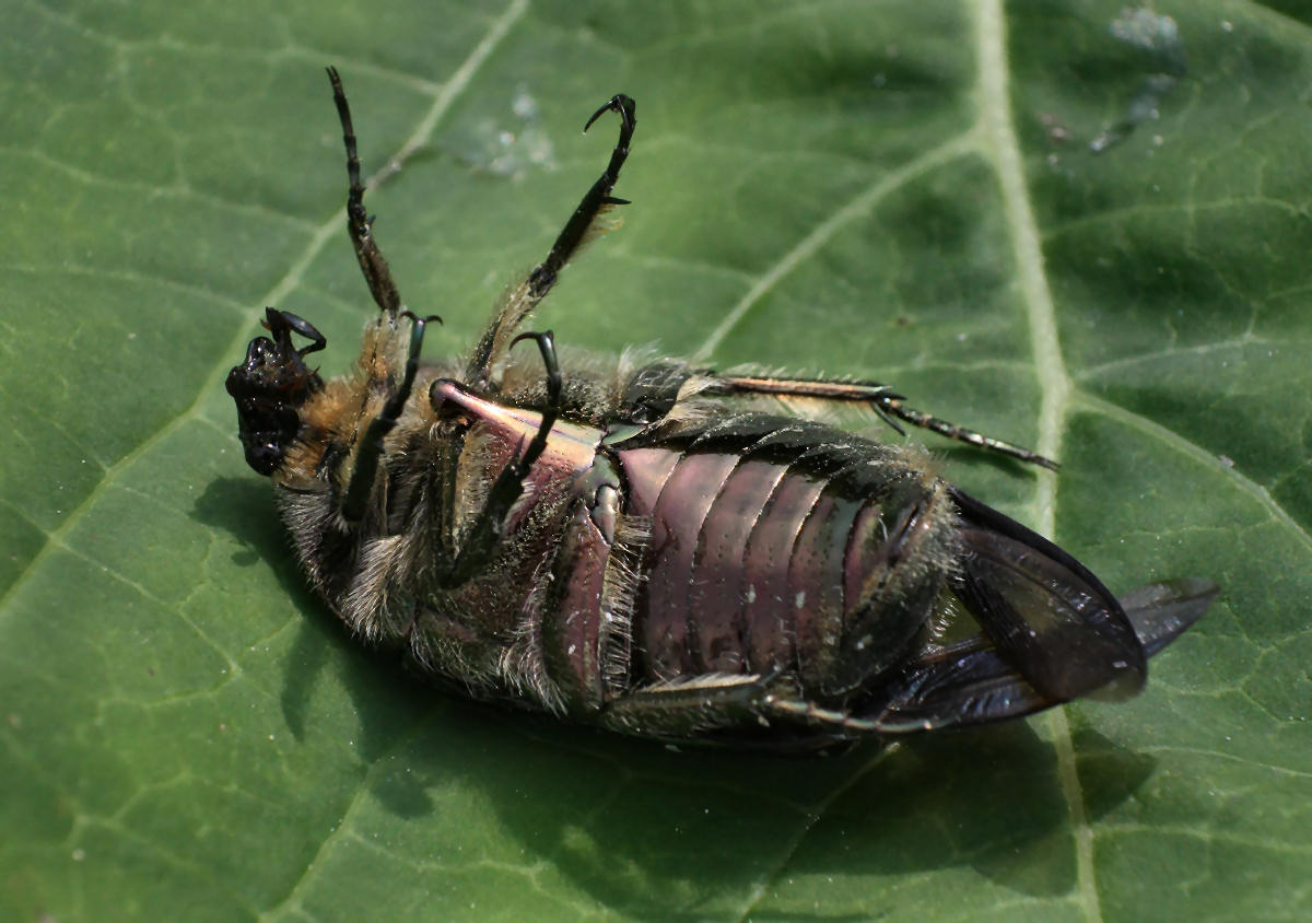 Cetonia aurata